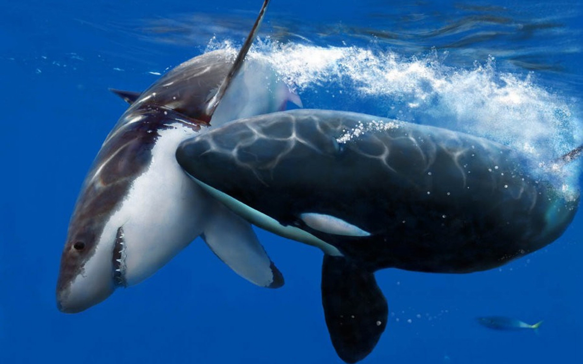 Косатка или кит-убийца | Пикабу
