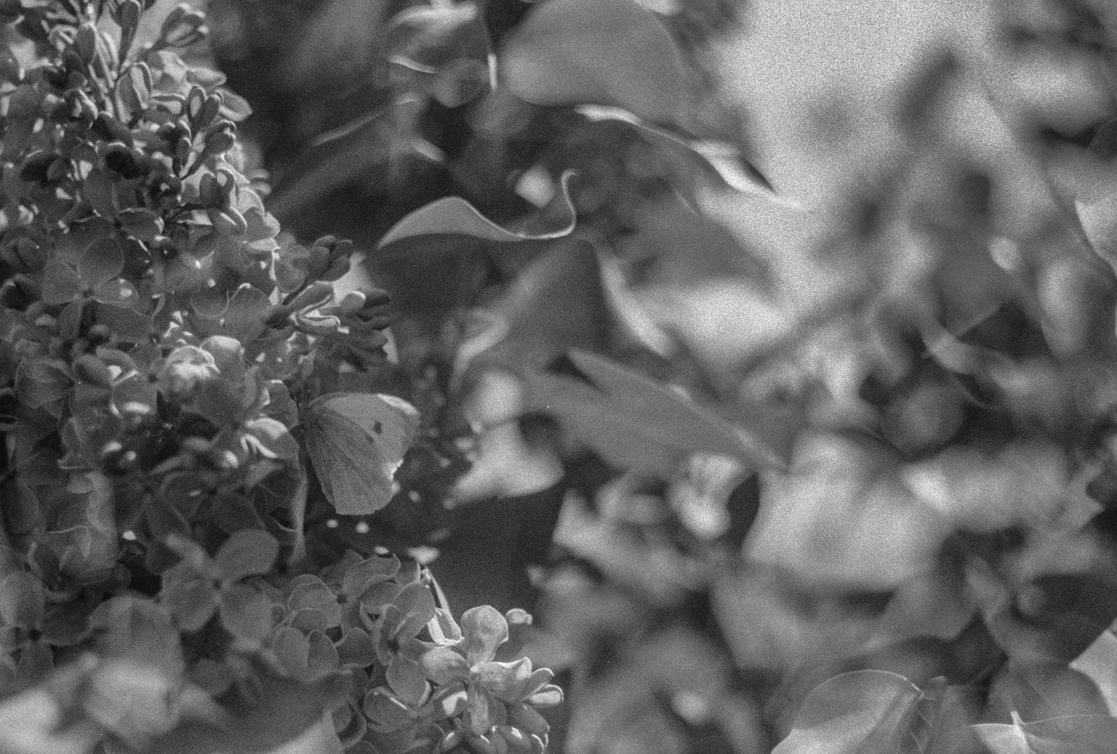 My first post - My, The photo, Film, Film cameras, Black and white photo, Longpost