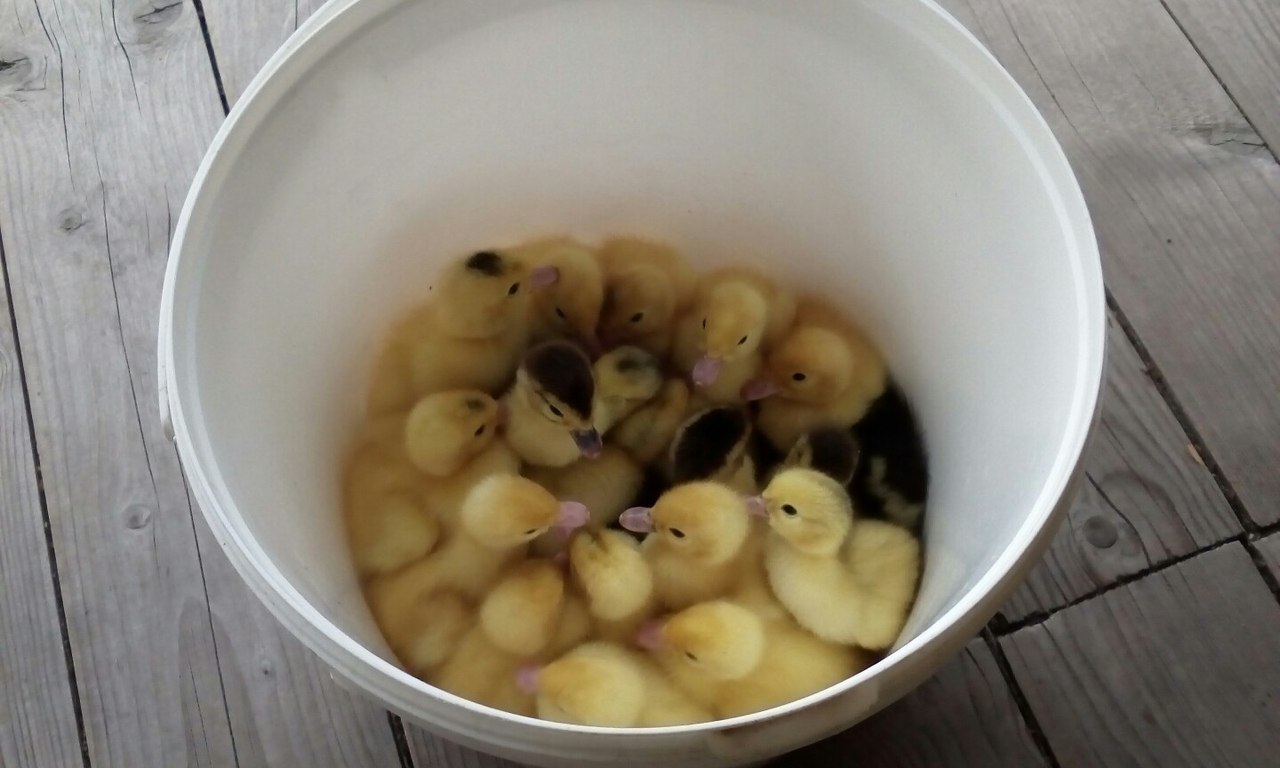 Bucket of cuteness - My, Ducklings, Milota, Bucket