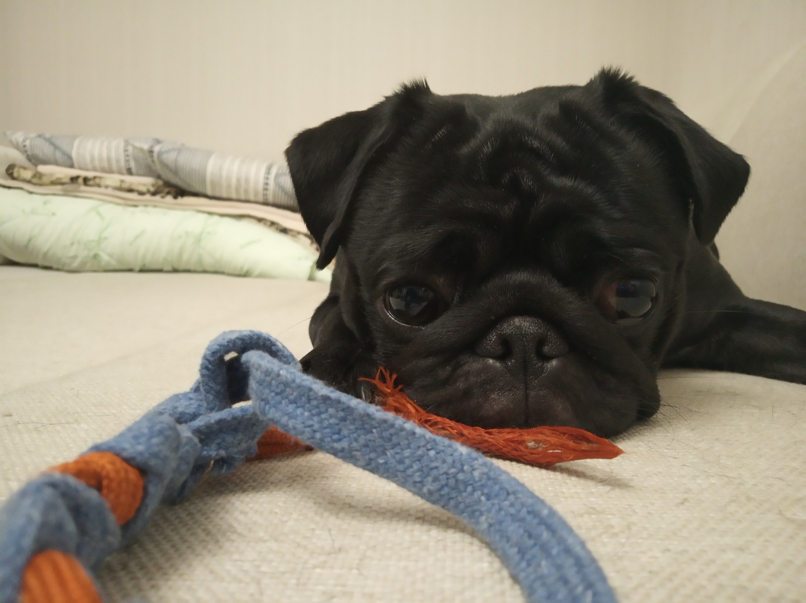 Sad to play alone - My, Pet, Pug, Dog, Sadness, Pets