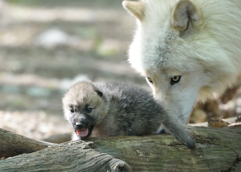 Mom and baby - White Wolf, Wolf, Animals, Spinning top