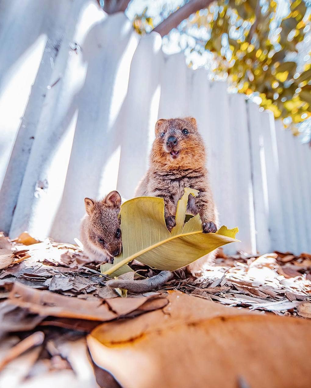 15 shots of cheerful quokkas from a photographer from Moscow who flew to Australia just for them - Quokka, Australia, Longpost, Animals