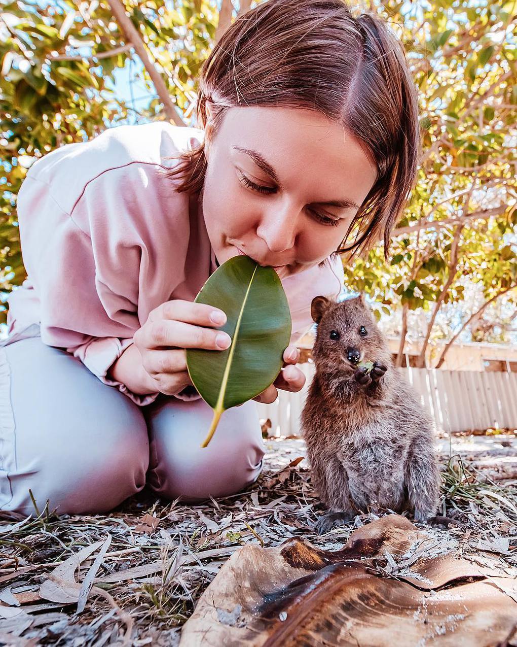 15 shots of cheerful quokkas from a photographer from Moscow who flew to Australia just for them - Quokka, Australia, Longpost, Animals