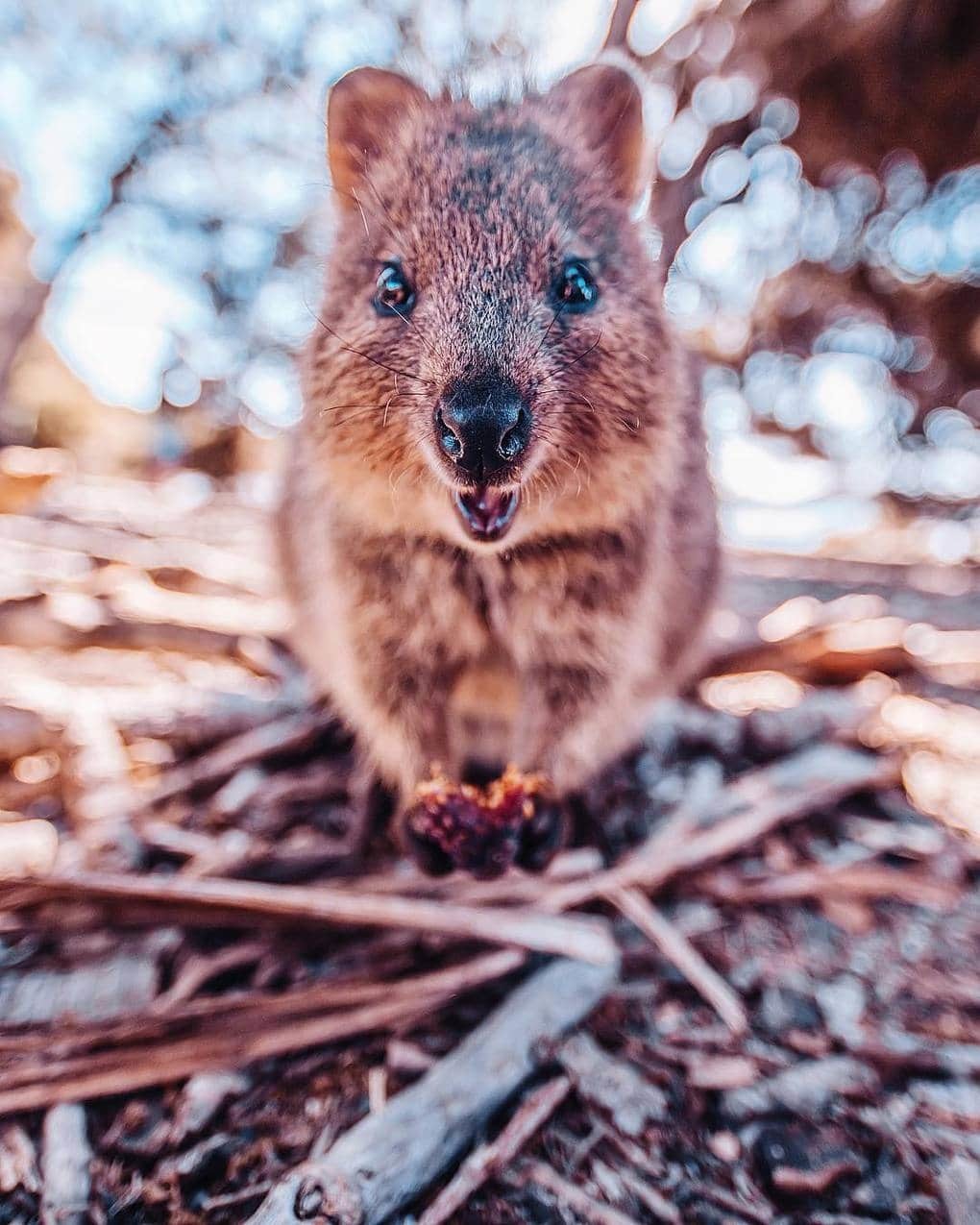 15 shots of cheerful quokkas from a photographer from Moscow who flew to Australia just for them - Quokka, Australia, Longpost, Animals