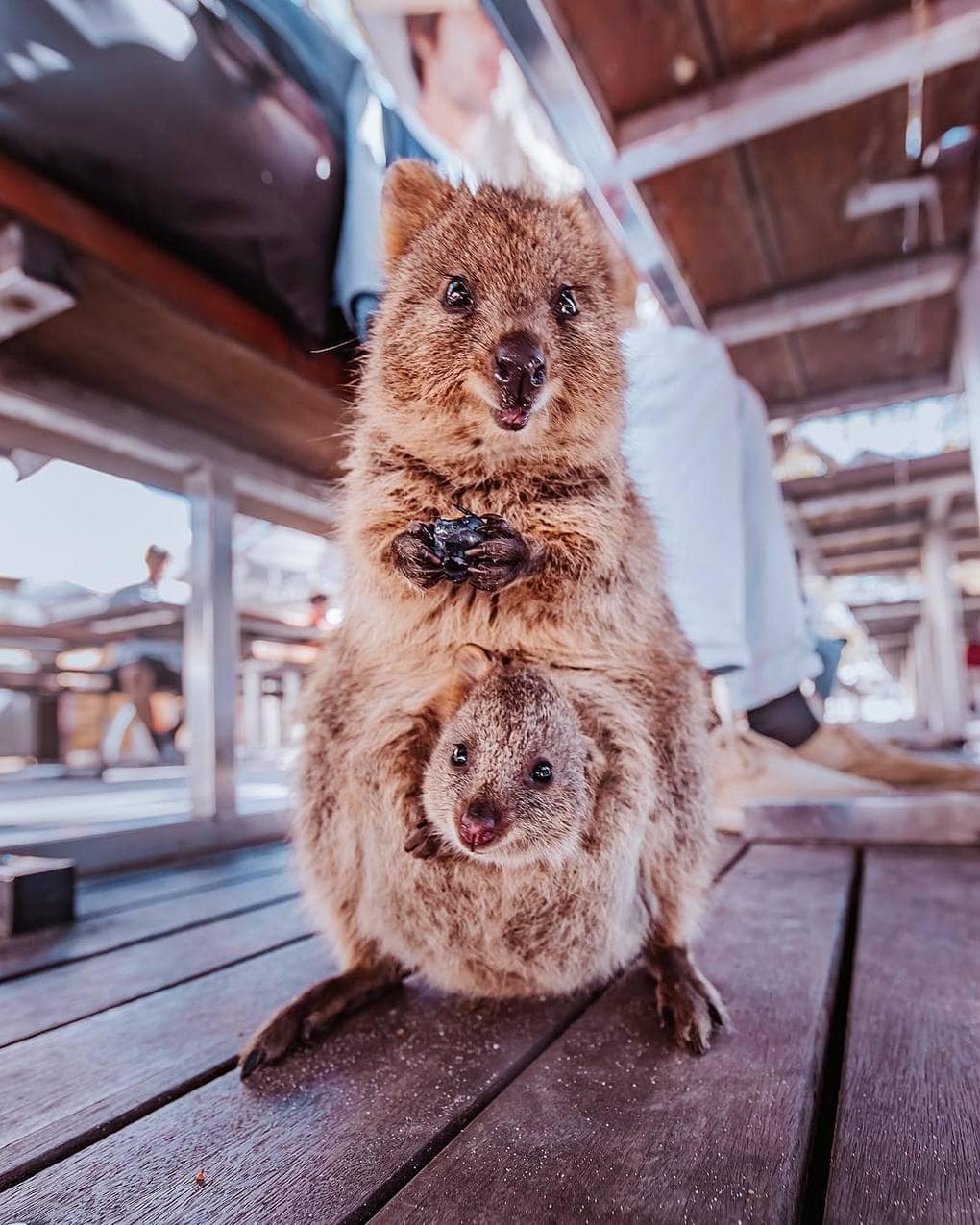 15 shots of cheerful quokkas from a photographer from Moscow who flew to Australia just for them - Quokka, Australia, Longpost, Animals