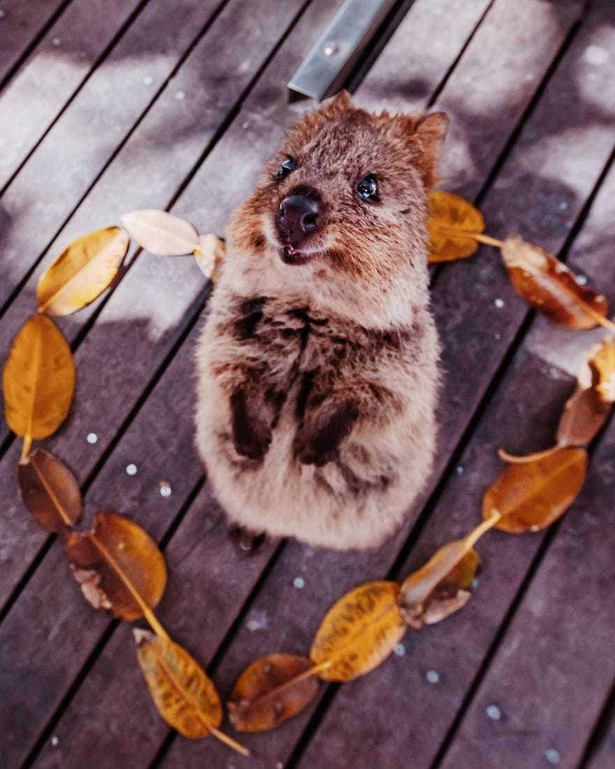 15 shots of cheerful quokkas from a photographer from Moscow who flew to Australia just for them - Quokka, Australia, Longpost, Animals