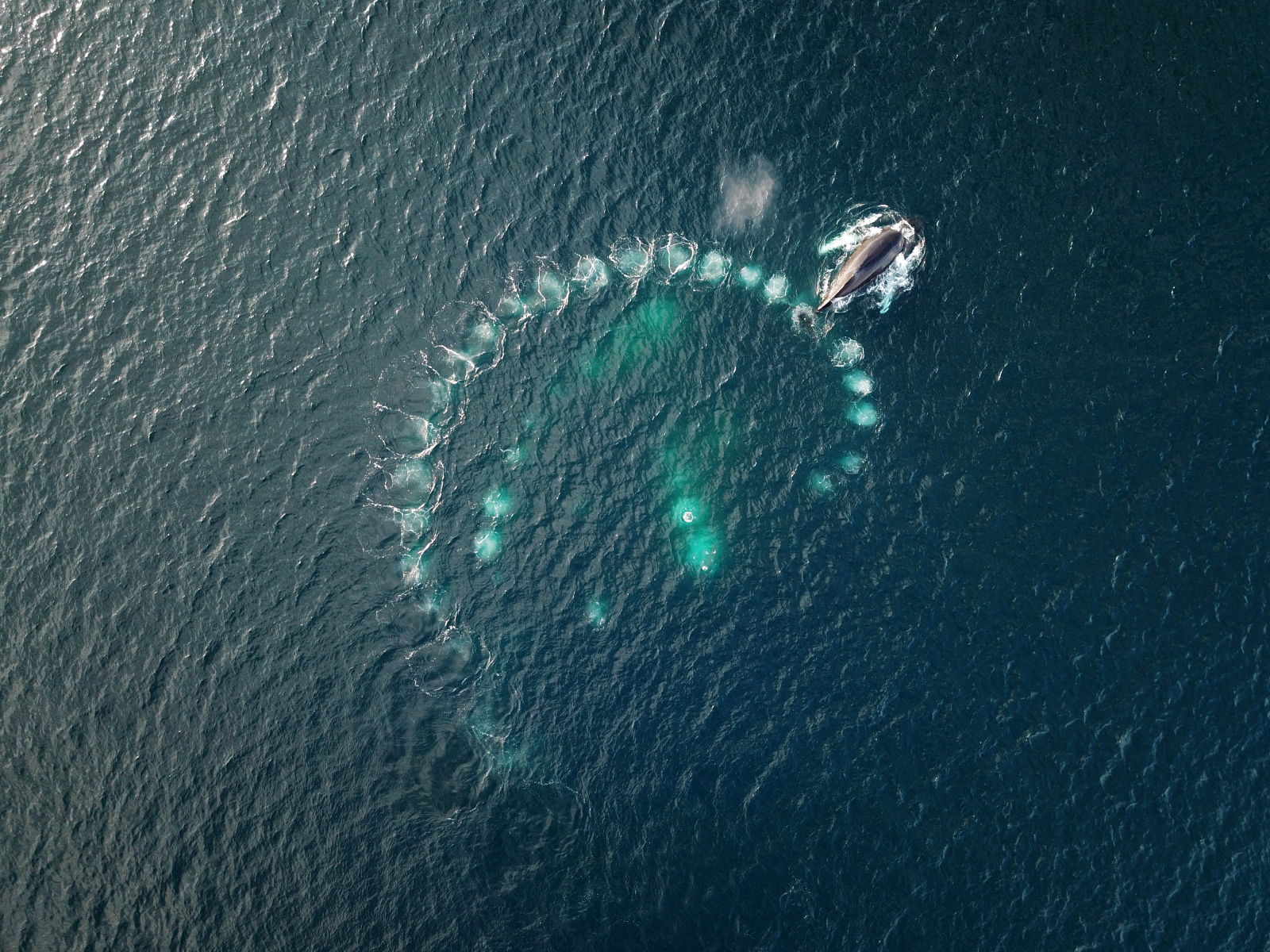 whale hunting - Antarctica, Whale, The national geographic, The photo, Nature