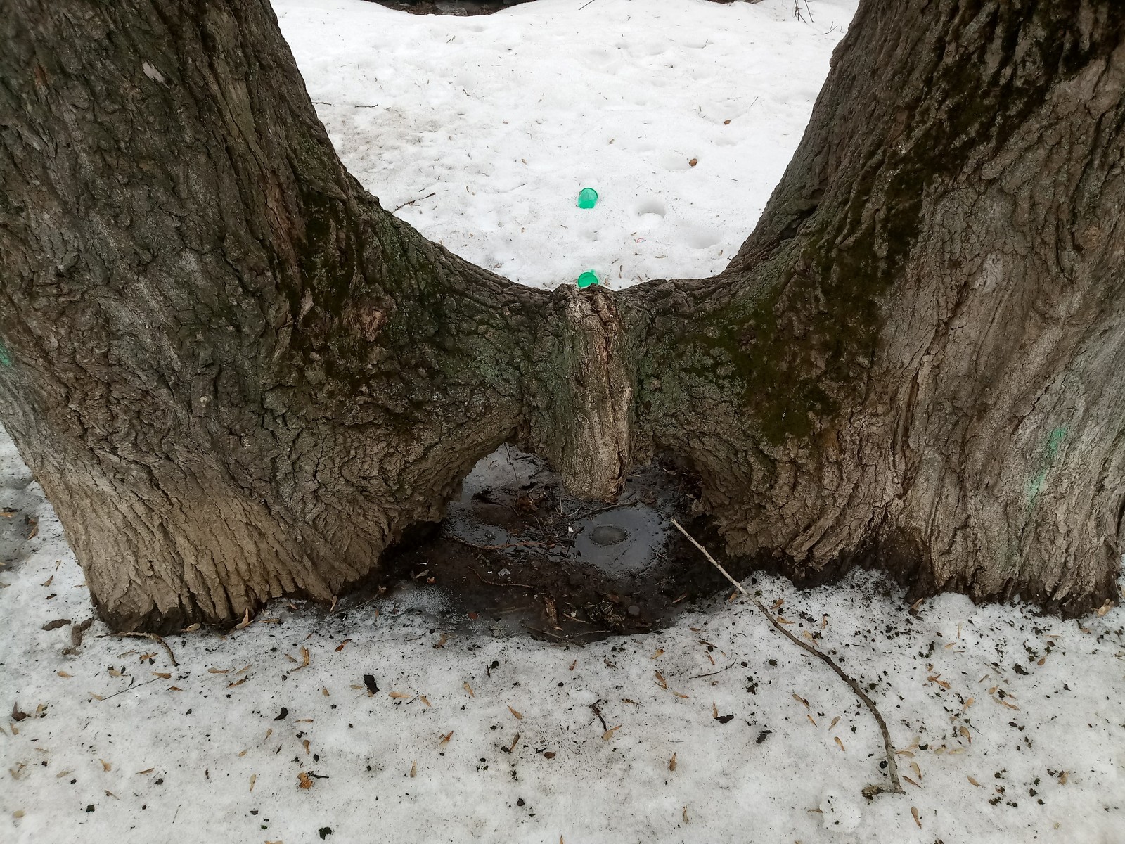 Hello bro... - My, Tree, Amazing, The photo