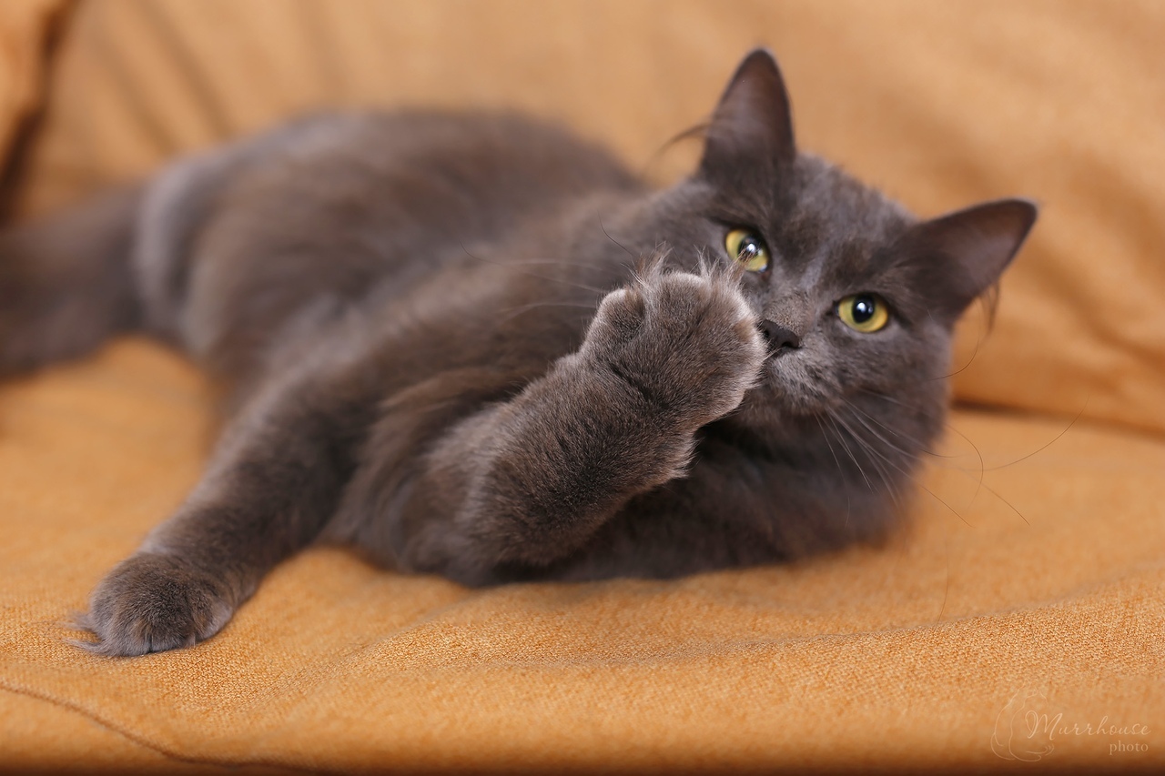 Toffee - My, cat, Catomafia, Milota, Russian blue, Longpost