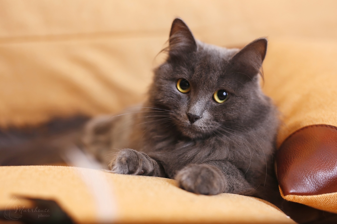 Toffee - My, cat, Catomafia, Milota, Russian blue, Longpost