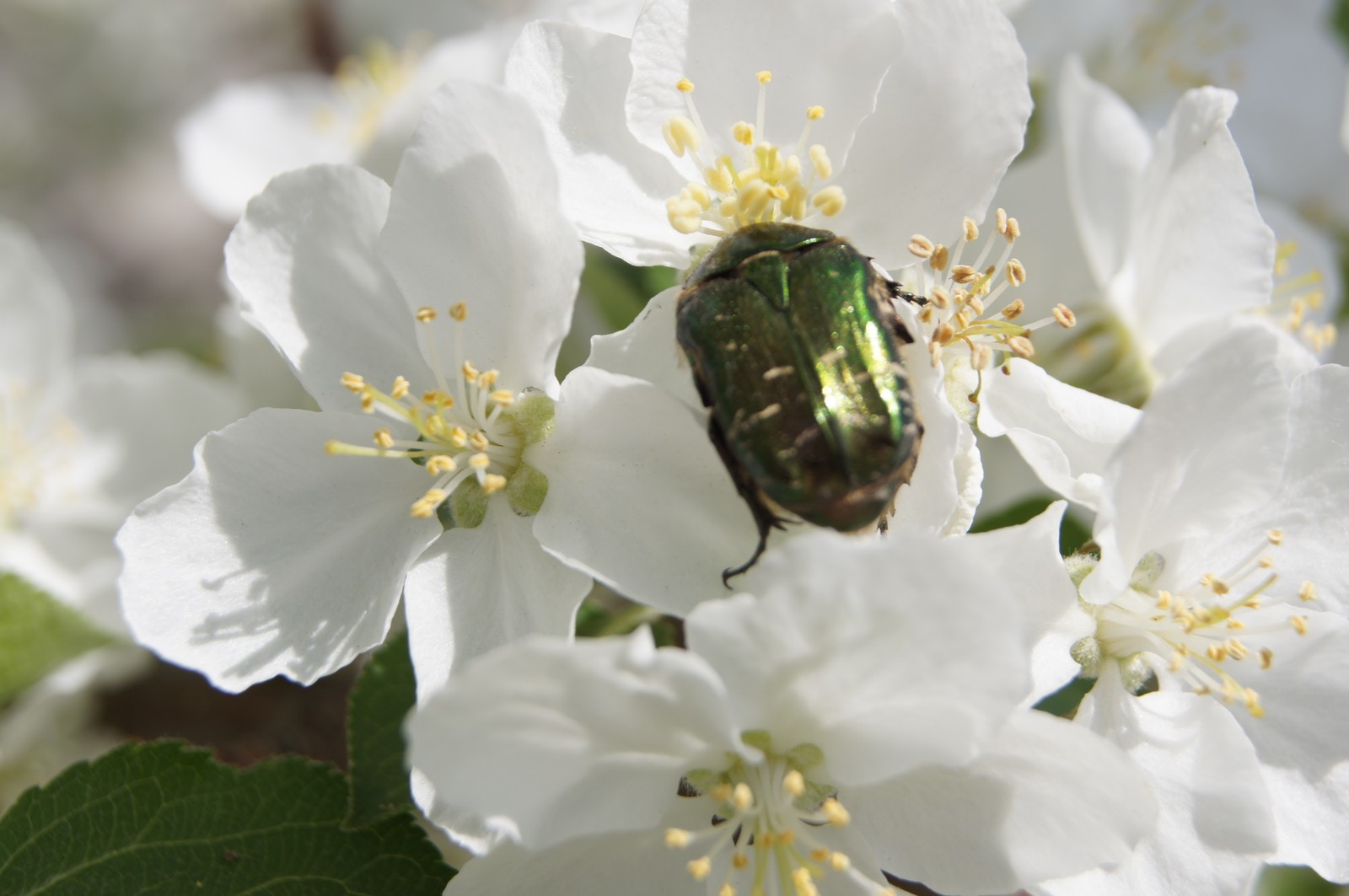 Spring is in your feed! - My, The photo, Mood, Spring, Bloom, Insects, Longpost