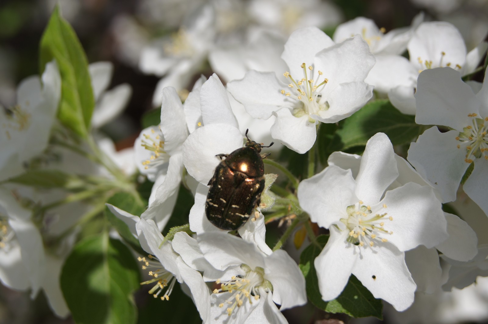 Spring is in your feed! - My, The photo, Mood, Spring, Bloom, Insects, Longpost