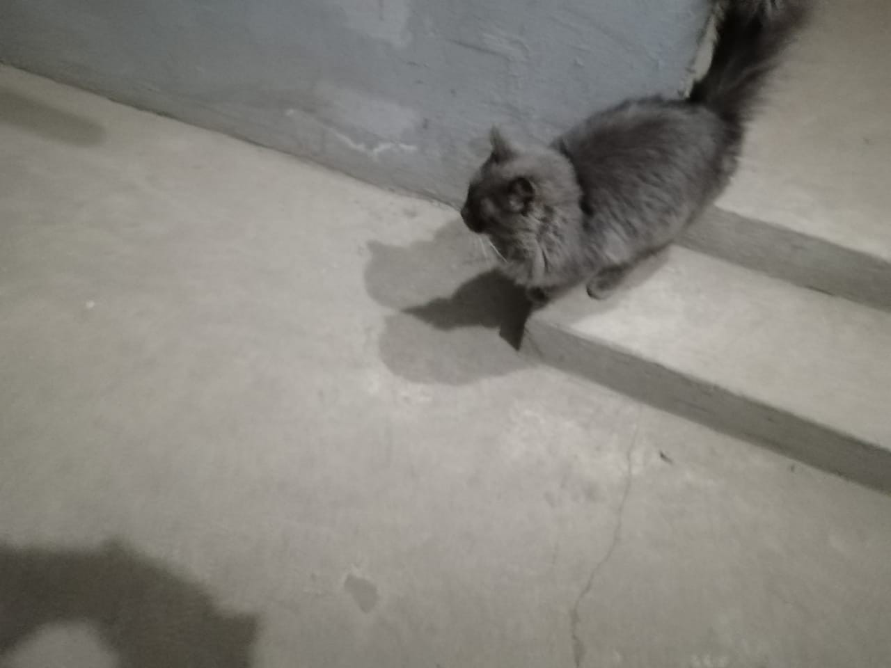 Brought and forgotten (looking for a home for a cat) - My, In good hands, Kotelniki, Moscow, A loss, Animal shelter, cat house, No rating, cat, Longpost