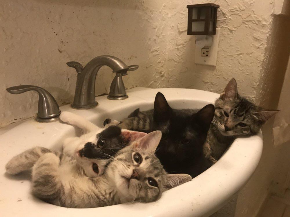 Turn on the warm - Jacuzzi, Animals, Catomafia, The photo, cat