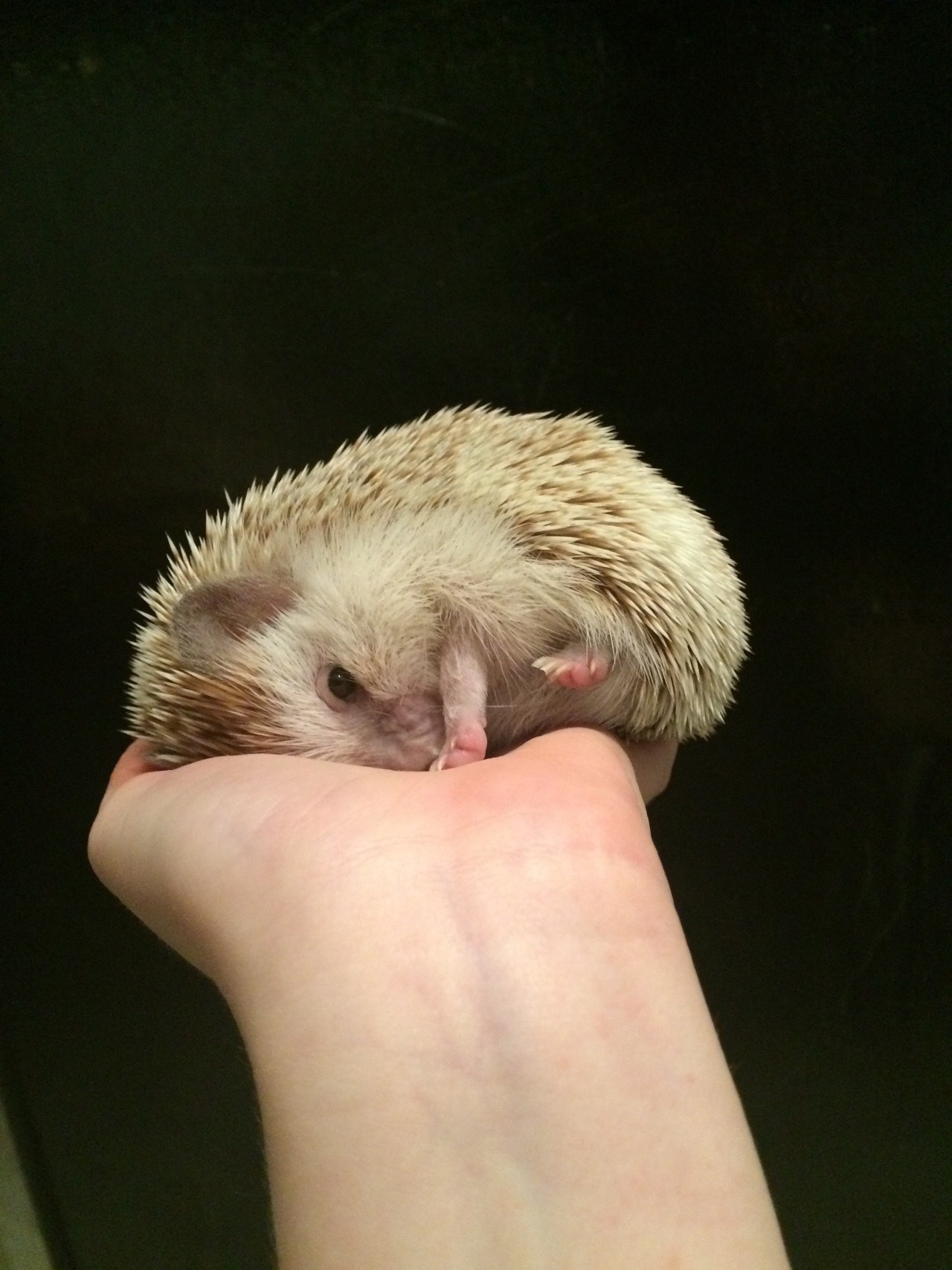 Don't take pictures of me like that, I'm a predator - Animals, Milota, Hedgehog, Longpost, African pygmy hedgehog