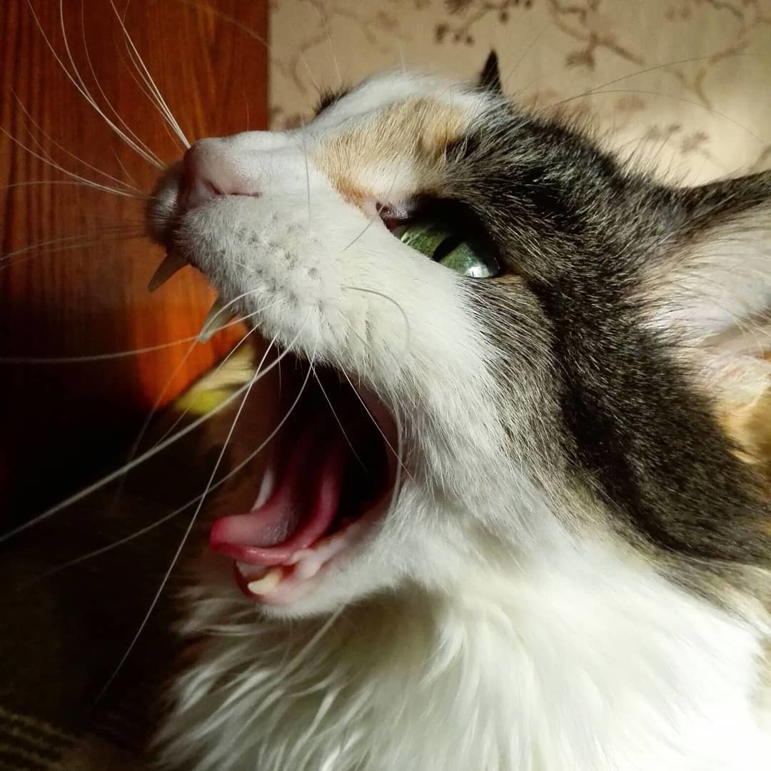 Watching the Sunbeam - My, cat, The photo, Yawn, Pets