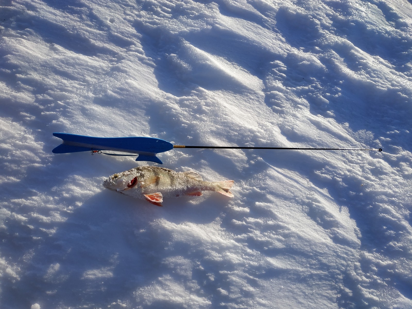 Winter lure or active fishing in winter. - My, Winter fishing, Spoon, Fishing sport, Perch, Fishing, Video, Longpost