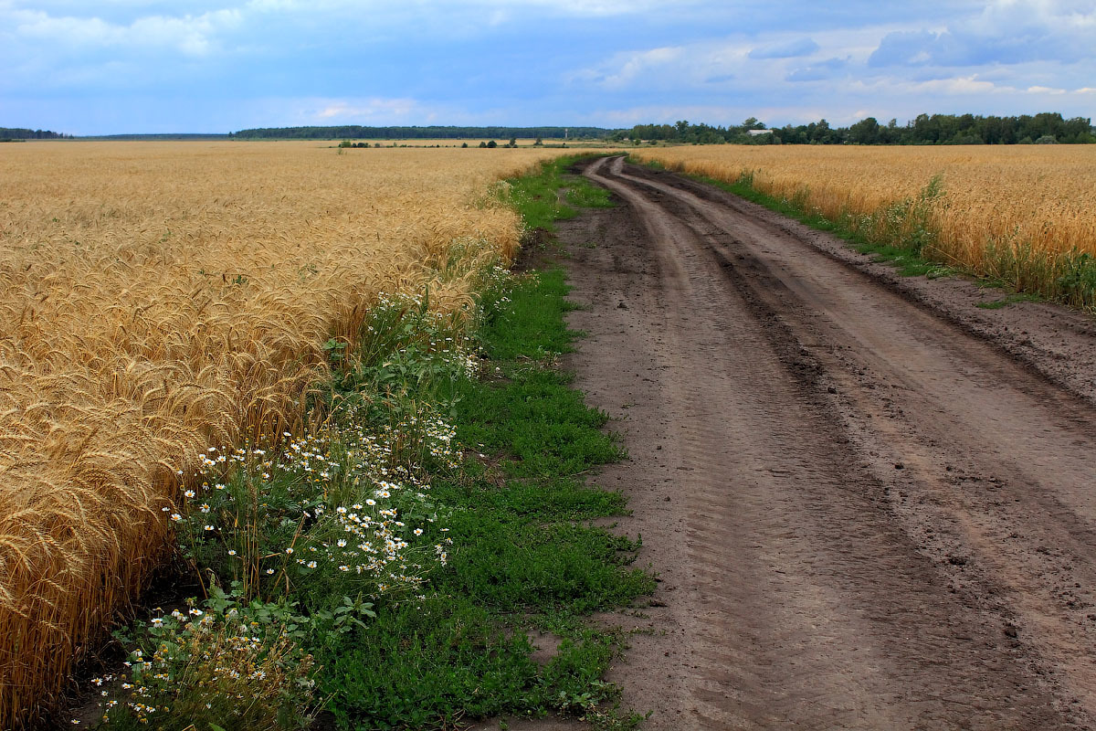 Проселочная дорога картинки