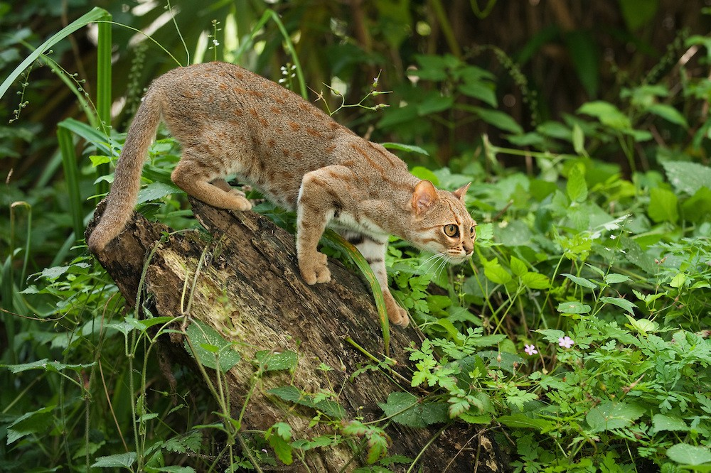 Rusty cat - Rusty cat, , Animals, Endangered species, cat