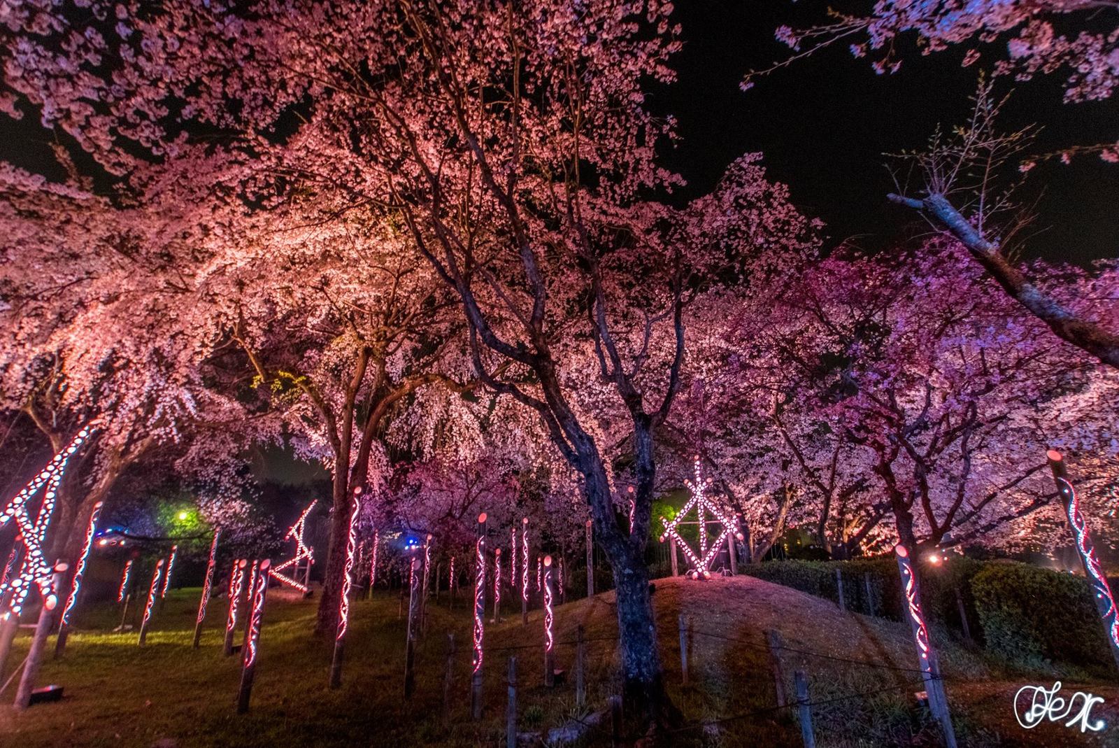 Where to see sakura in Fukuoka - My, Japan, Fukuoka, Sakura, Overview, Guide, Longpost