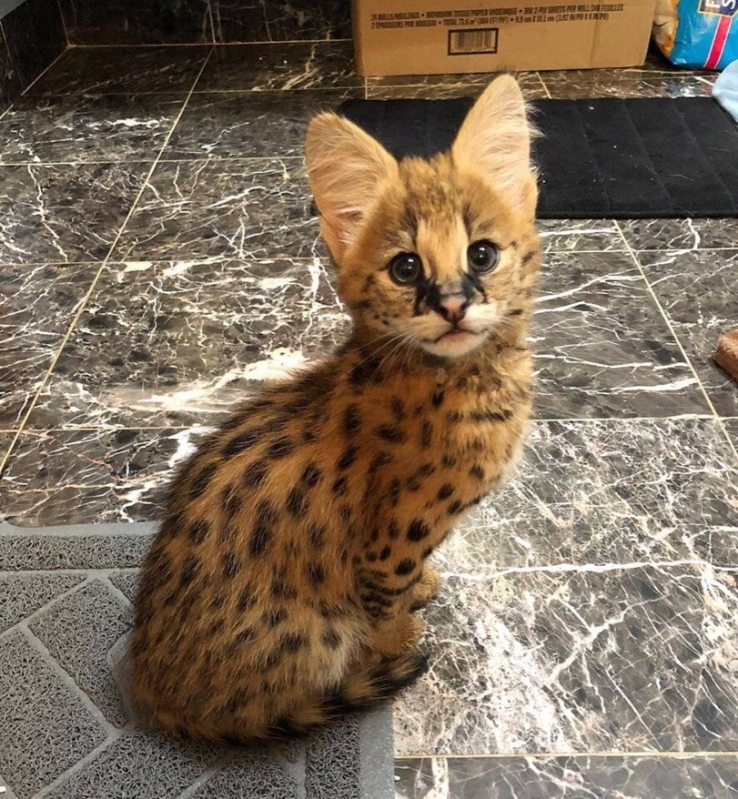 Handsome serval - cat, Serval, The photo, Animals