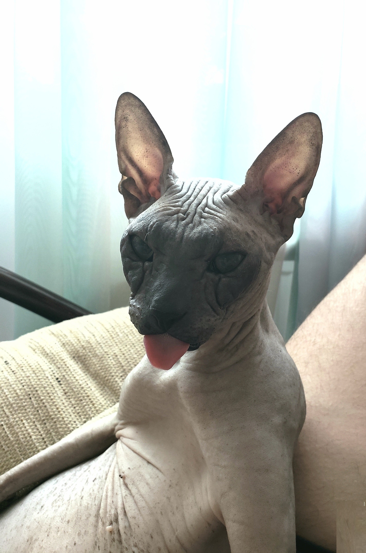 Сфоткал котейку | Пикабу