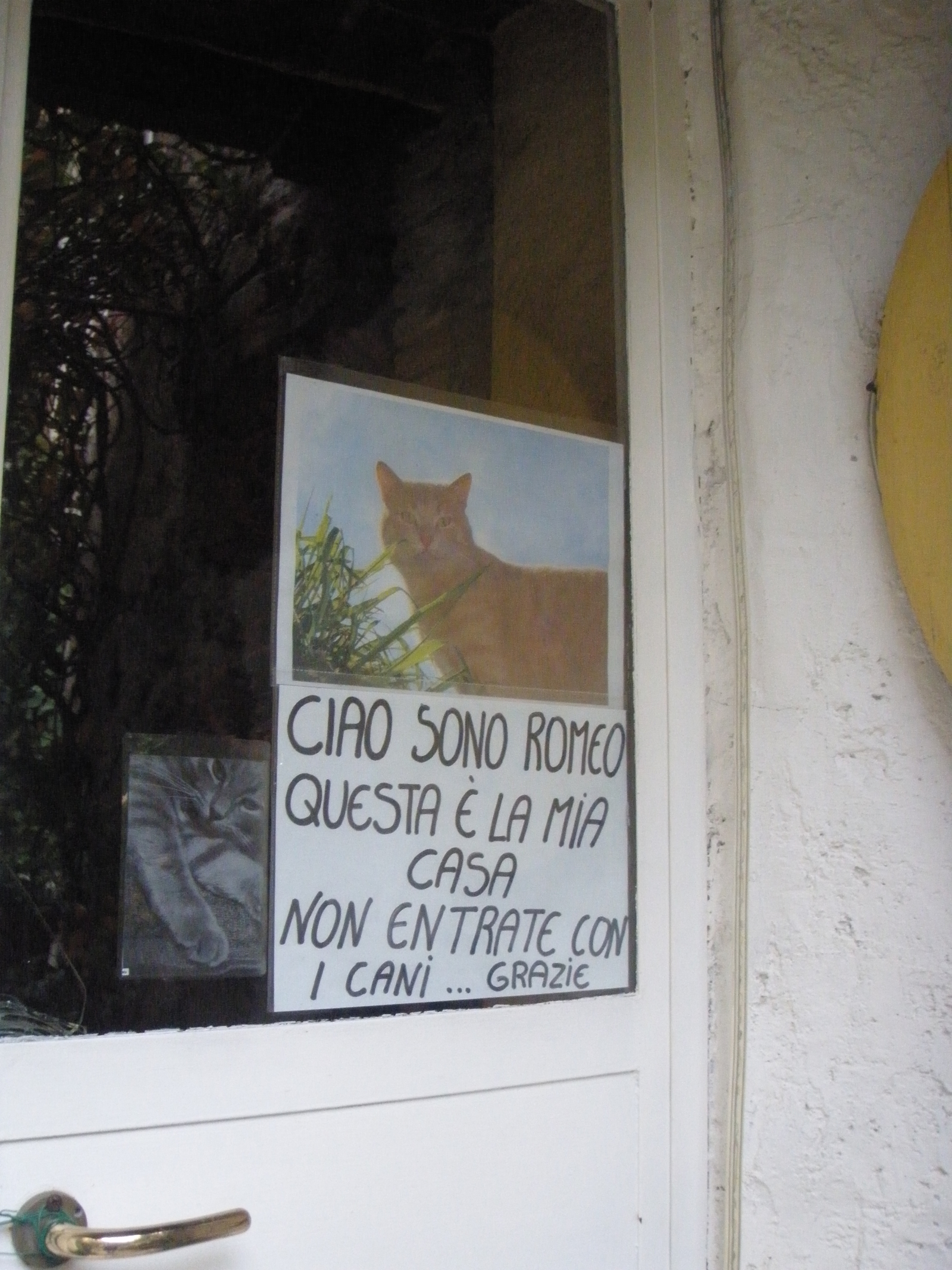 Romeo cat - My, cat, Italy, Longpost, Табличка, Door