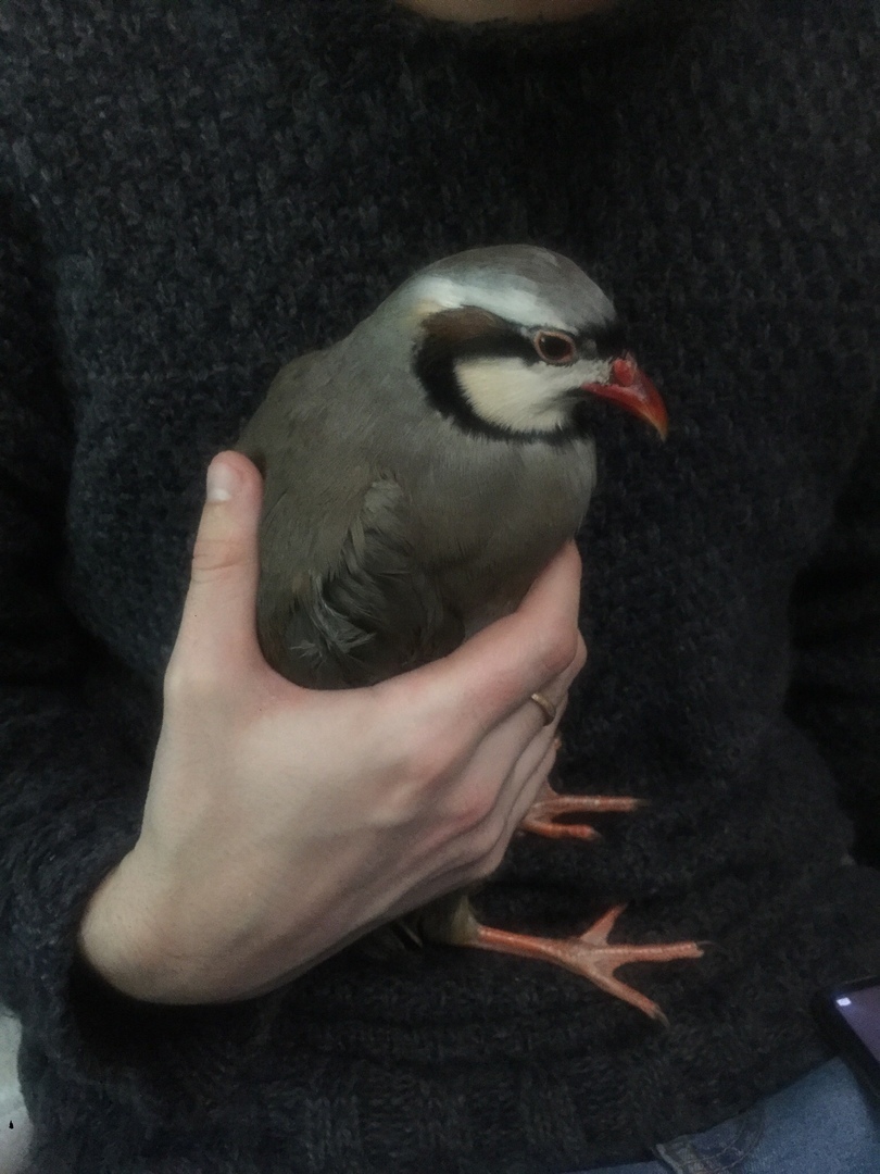 An exotic keklik was found near the house by a resident of Golitsyno - My, Подмосковье, Golitsyno, Kekliks, Birds, Longpost