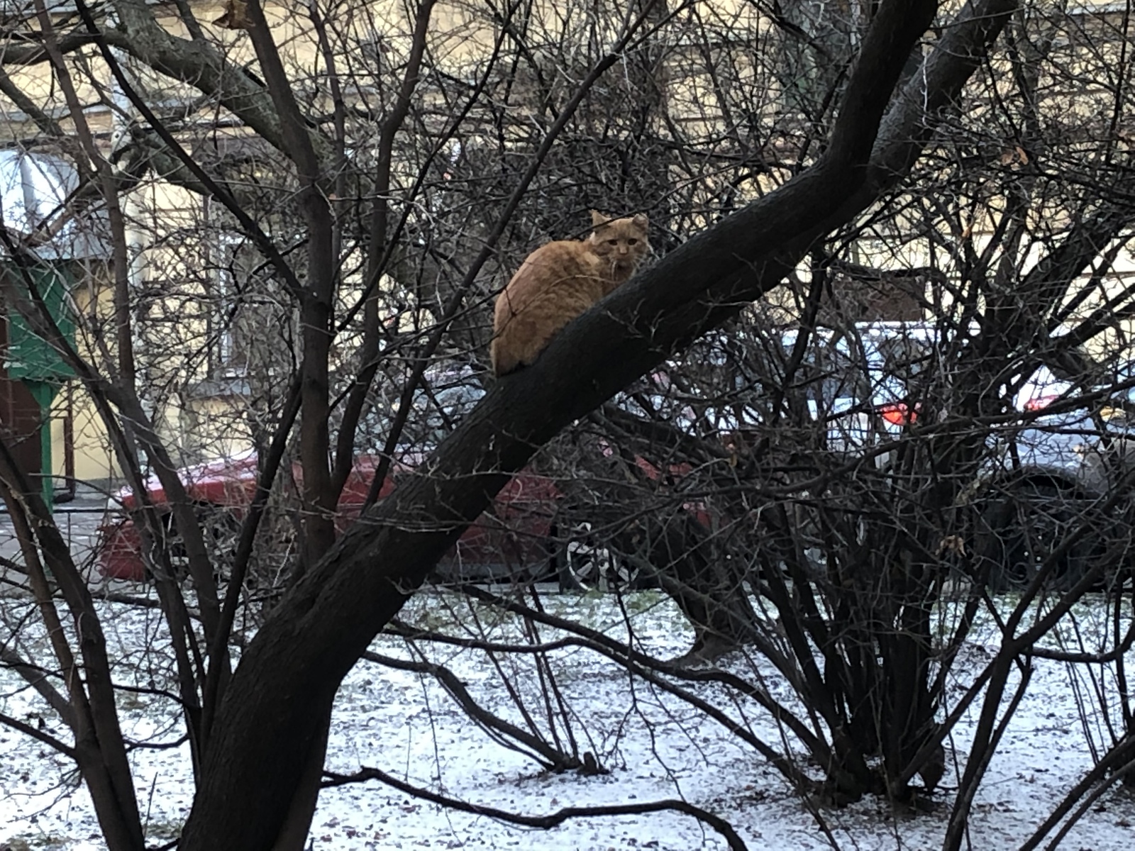 Немного питерских котов вам в ленту - Моё, Санкт-Петербург, Кот, Длиннопост, Домашние животные