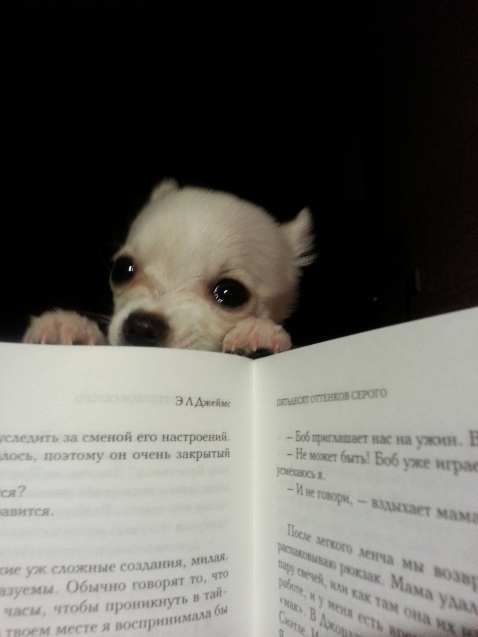 Stop reading, let's go for a walk. - My, Dog, Chihuahua, Suspicious Dog, Animals, Reading, Old books