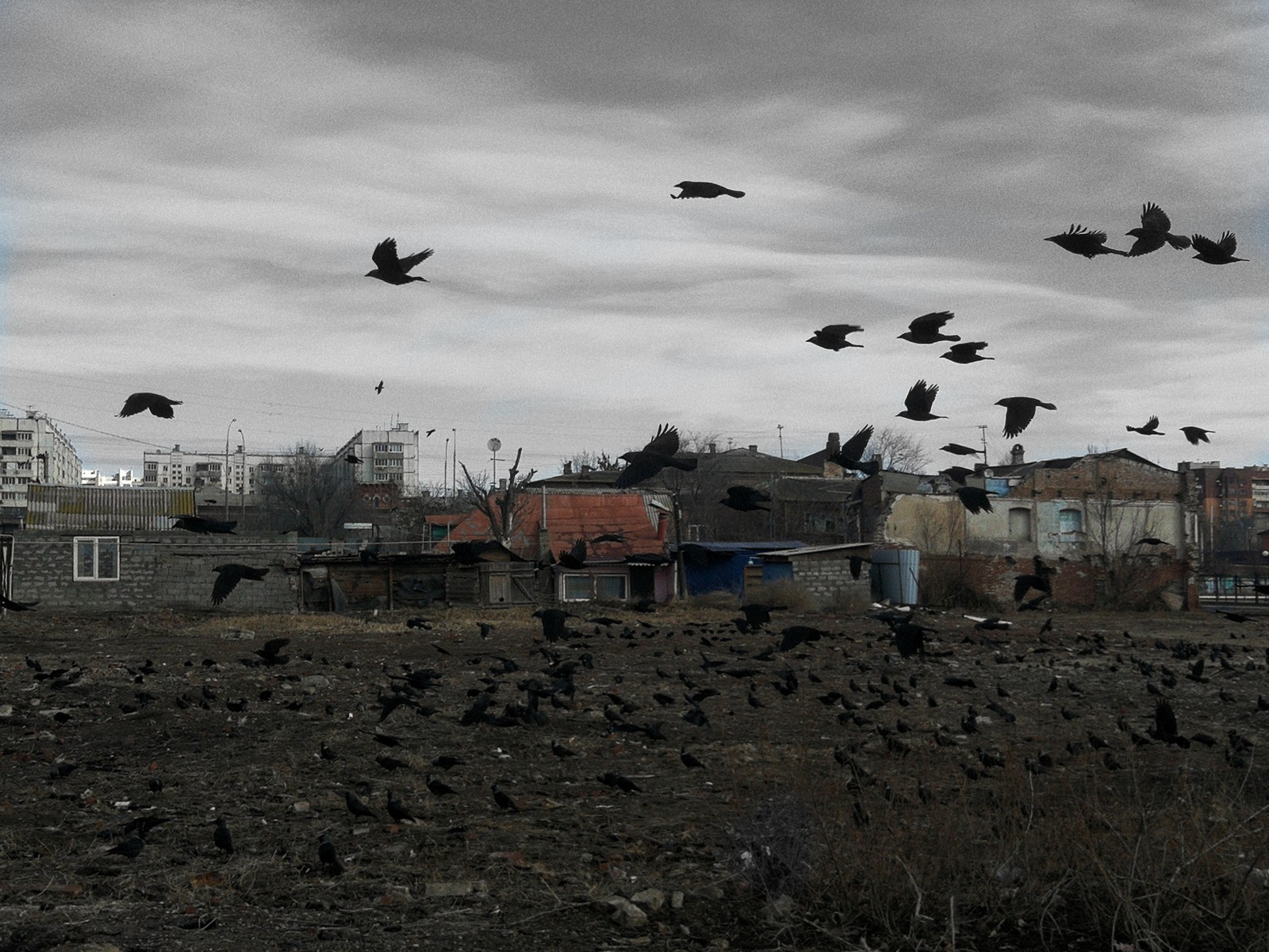 Astrakhan - My, Astrakhan, Crow, Black and white, The photo