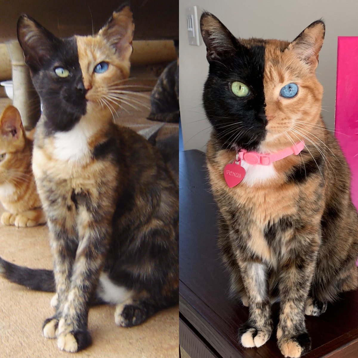 10 years of testing for Venus - cat, Heterochromia, Pets, It Was-It Was, Chimera