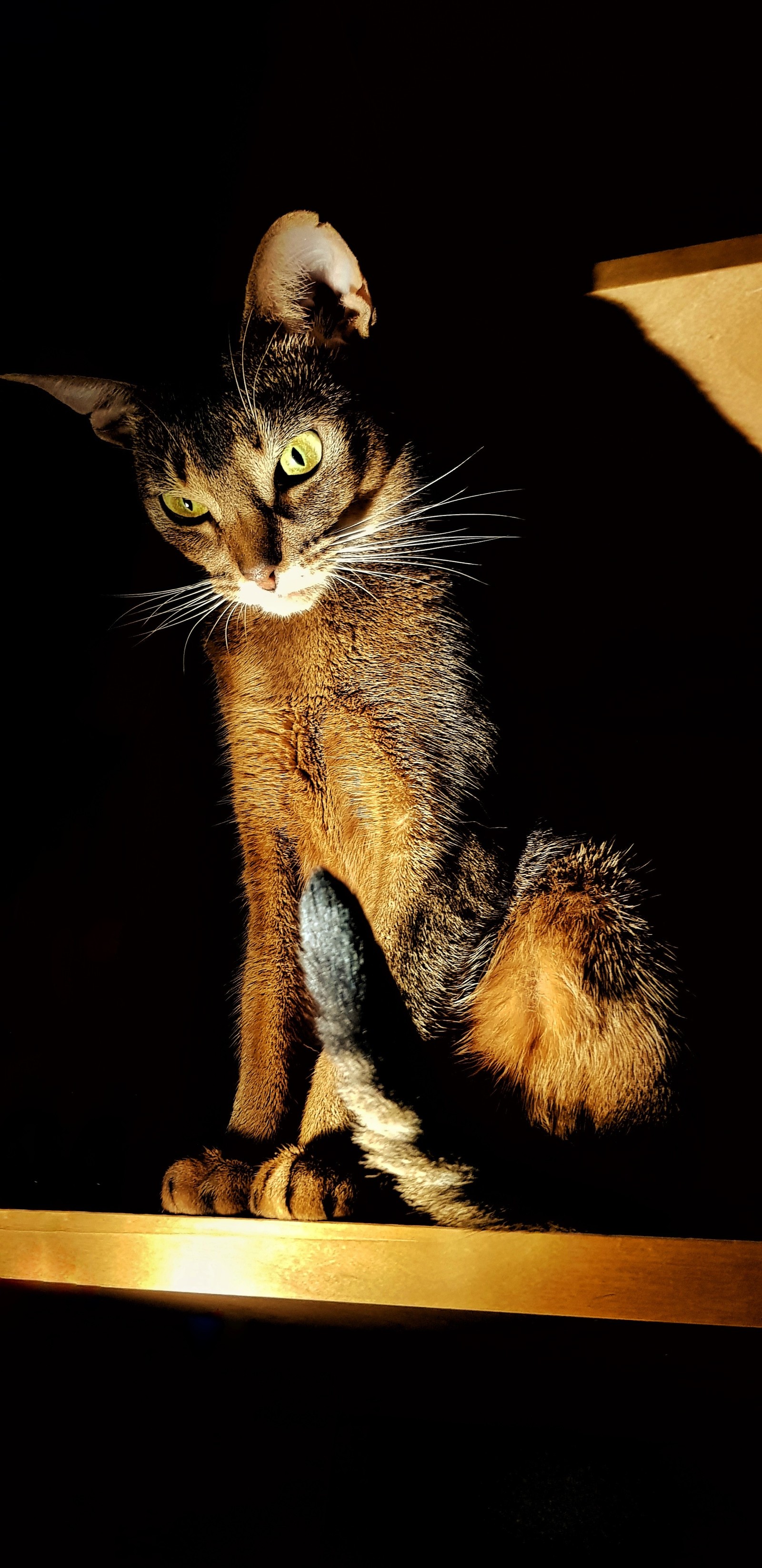 Queen Bastet - My, Abyssinian cat, cat, Pets