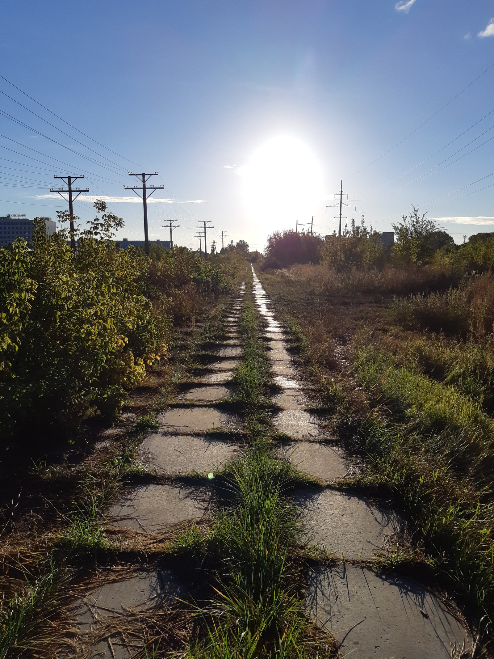 My road to work - My, Morning, Road, Good morning, Work, Dew, Grass