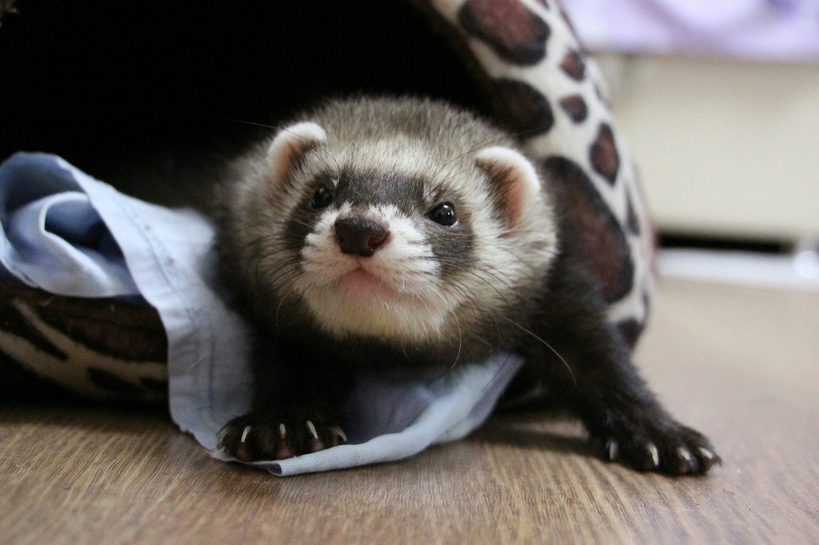 Good morning! - My, Morning, Ferret, Yawn, Longpost, The photo