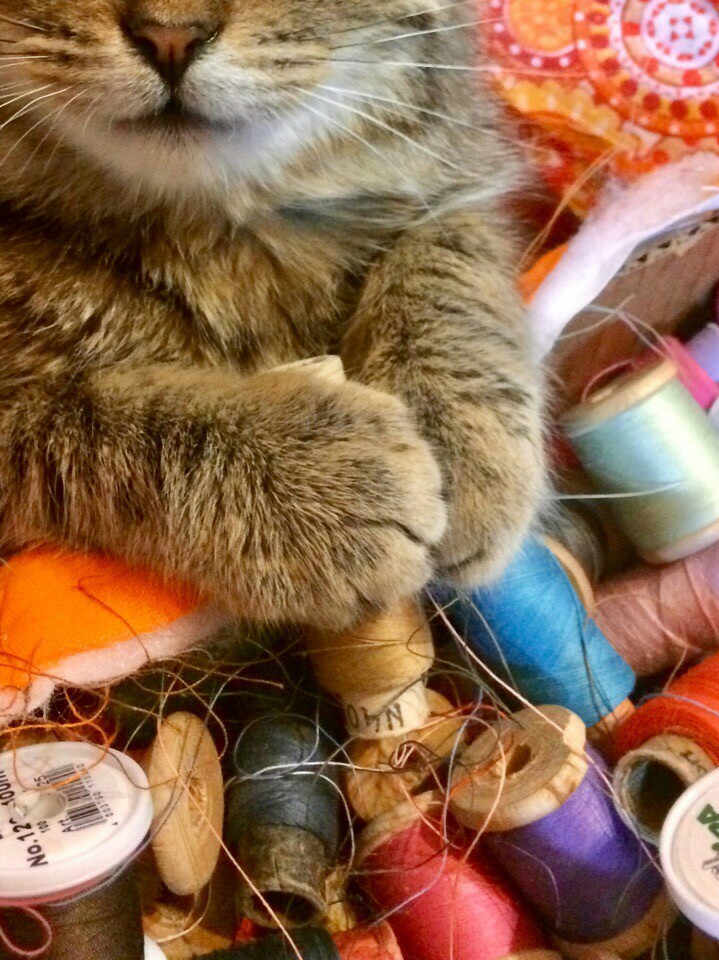 Tries to sew, although paws. - cat, Redheads, Milota