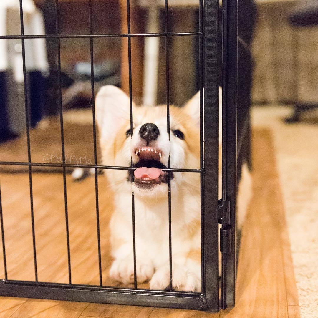 Freedom for the crust! - Corgi, Cell, Dog, The photo, Longpost