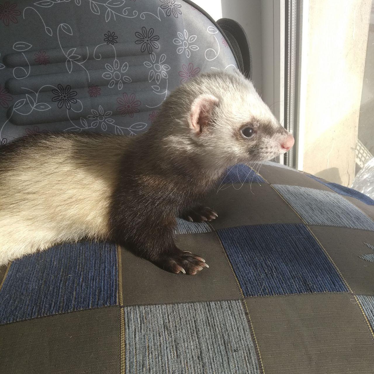 Human VS Ferret - My, Ferret, The beast, Clever, Longpost