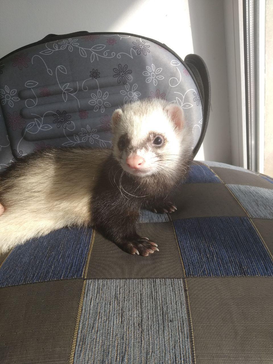 Human VS Ferret - My, Ferret, The beast, Clever, Longpost