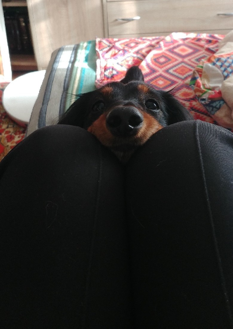 What are you eating here? - My, Dachshund, Curiosity, Milota, Dog