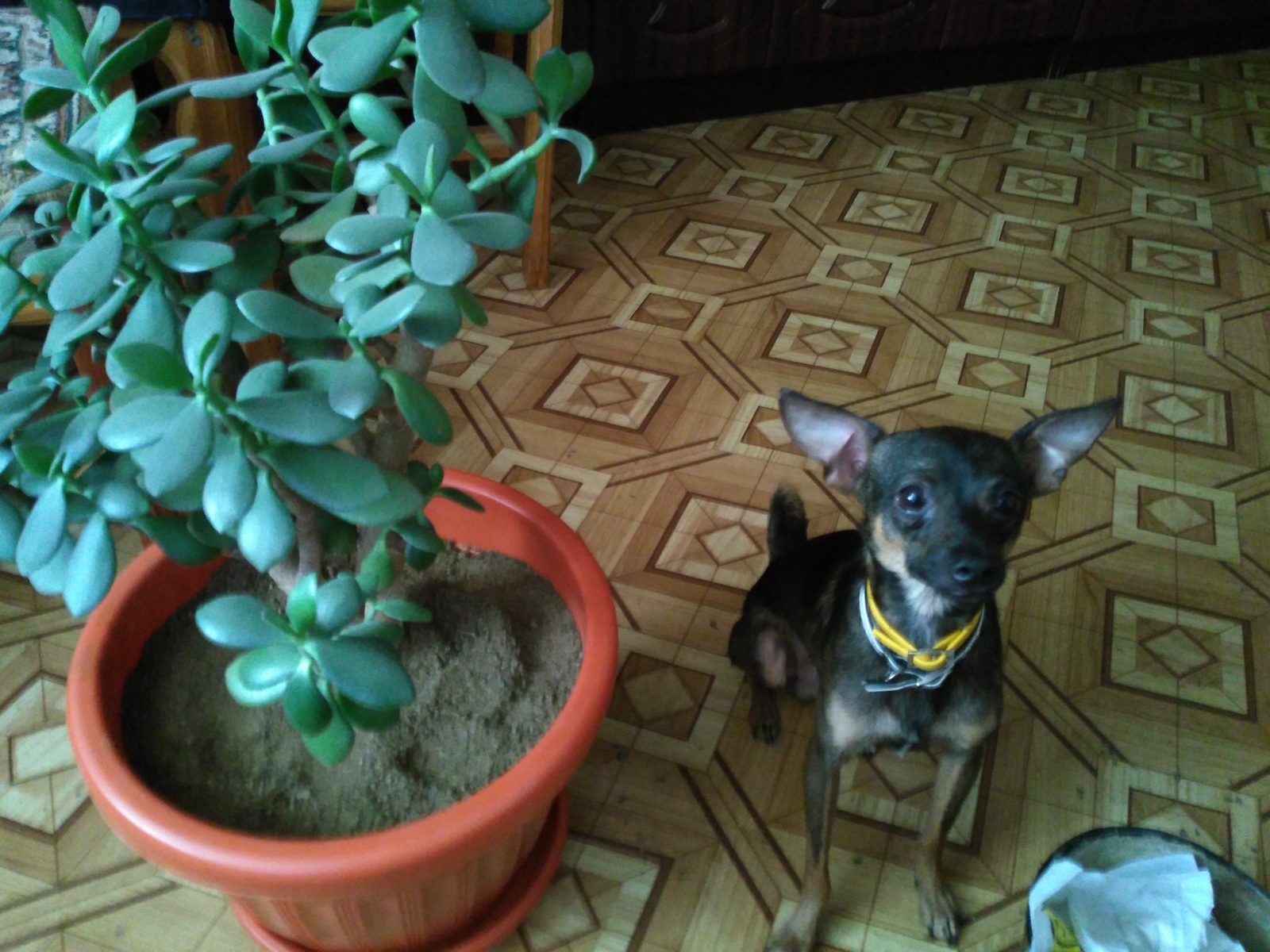 Life of a toy terrier and a labrador - My, Dog, Labrador, Toy Terrier, Pets, Montoya, Formula 1, Longpost