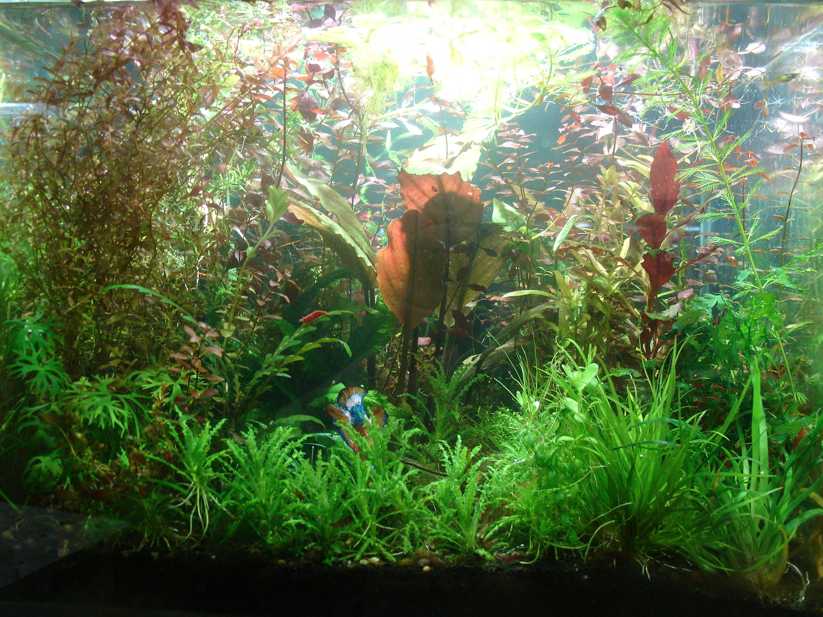 Thicket - My, Aquarium, Aquarium plants, Cockerel fish, Animals