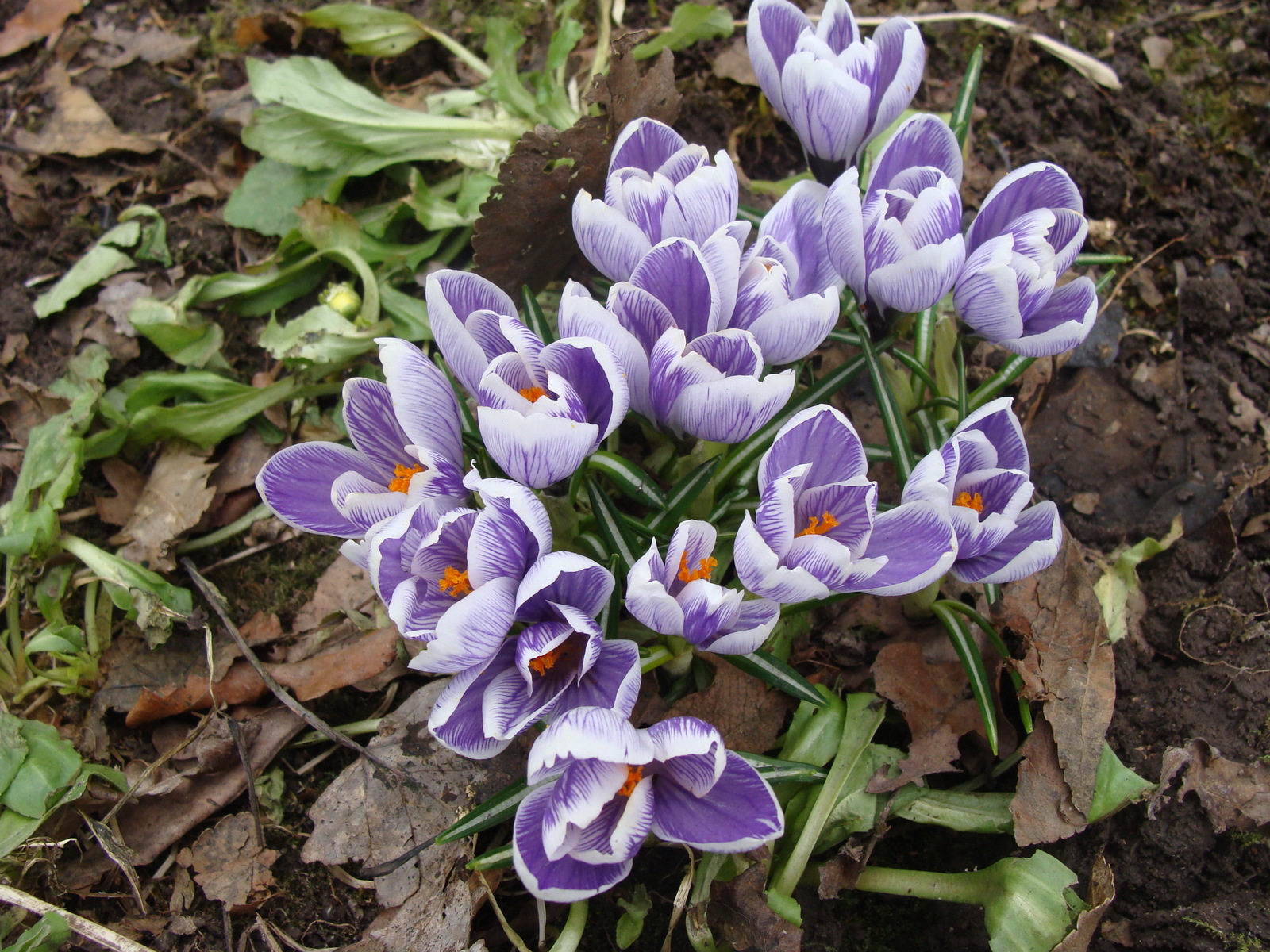 Congratulations, dear women! - My, Nature, The photo, Flowers, Crocus, March 8, Congratulation