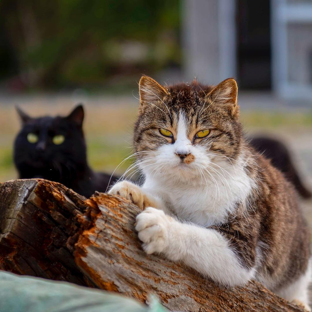 Godfather's Cat - cat, , cat island, The photo, Severity, Pets