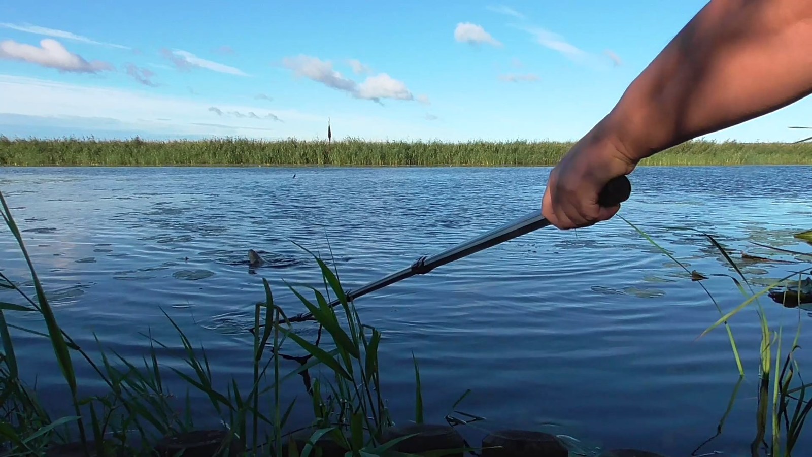 Summer fishing on a float - My, Fishing, Bream, Carp, Float, Float fishing, Video, Longpost, Fishing rod