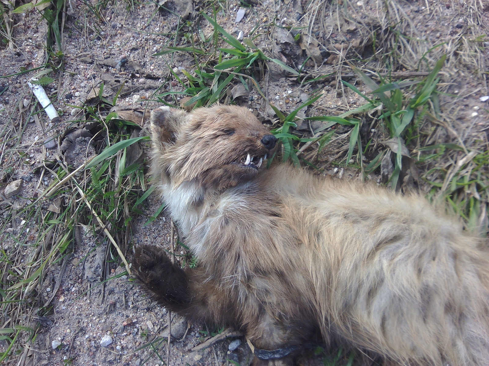 What kind of animal? - My, Ferret, Beavers