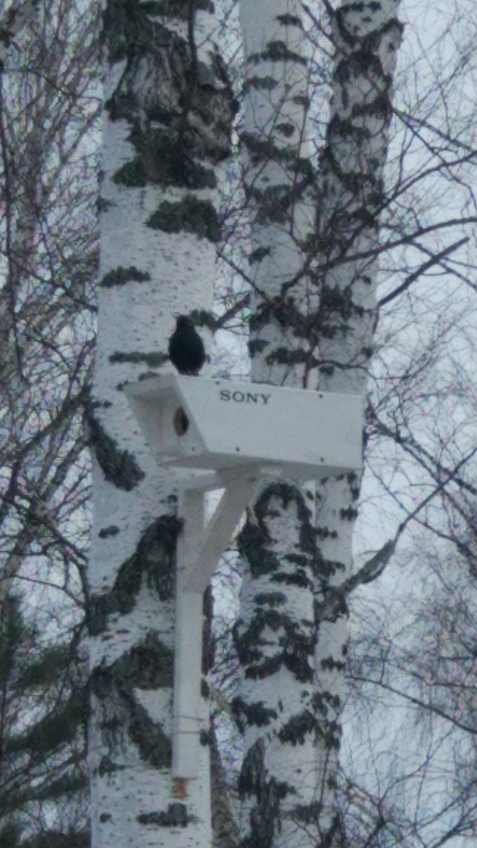 Birdhouse camera - My, Woodworking, Hobby, Dacha, Longpost