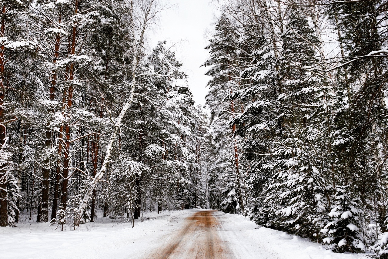 Forests and roads of Belarus. - My, Forest, Road, Winter, Landscape, Republic of Belarus, Longpost