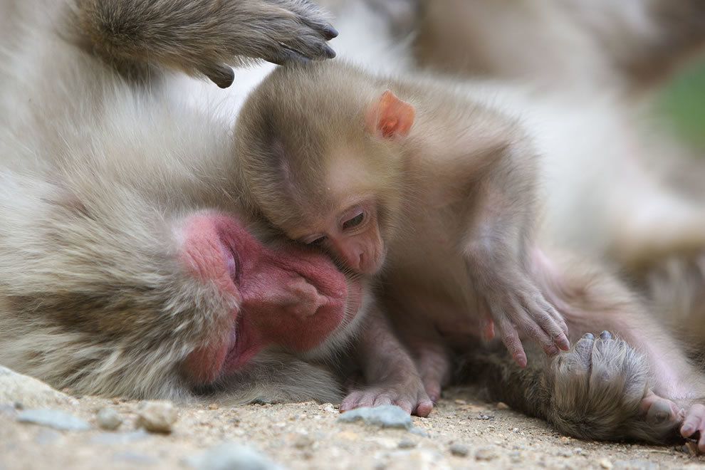 Mom and baby - Toque, Animals, Parents and children, Care, Milota, Young, Monkey, The photo