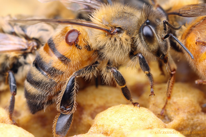 ANIMALS THAT SURPRISED US AT THE BEGINNING OF 2019 - , Biology, The science, Animals, Longpost